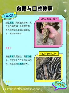 黑鱼与乌鱼的区别_黑鱼乌鱼有区别，食用做法不一样
