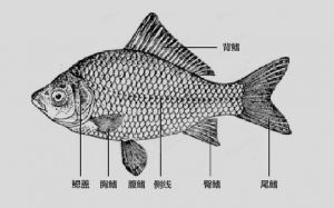 鱼鳍是哪个部位图解_功能与形态解析
