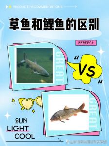 草鱼鲫鱼鲤鱼对比图_鱼各有妙用，烤草糖醋鲤，做法最重要