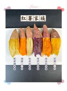 凉薯和红薯的区别_凉薯红薯虽同类，外观食用特性不同