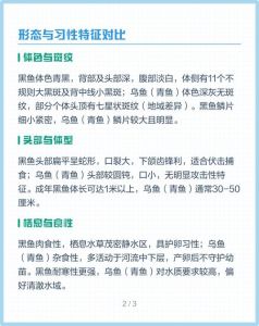 黑鱼和乌鱼图片对比_淡水美食鱼，营养丰富，适应性强
