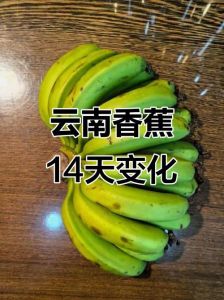 香蕉变黄最简单三个步骤_青香蕉快速变黄妙招