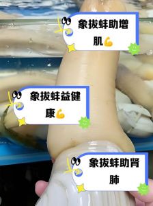 天鹅蛋和象拔蚌区别_荣成天鹅蛋紫石房蛤，象拔蚌，鲜美营养，做法多样