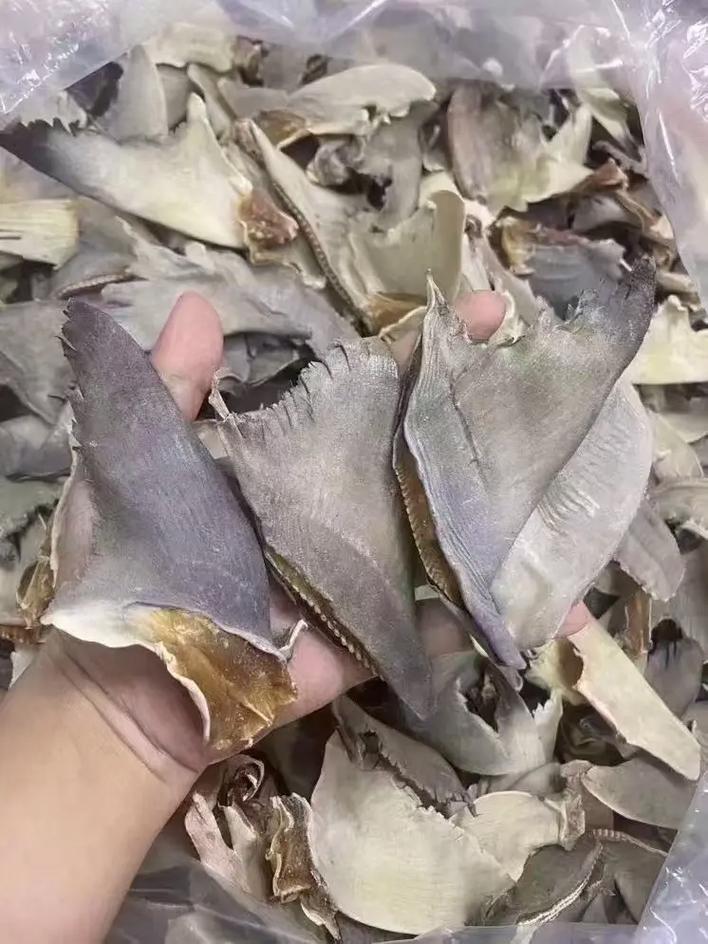 鲨鱼的鱼翅是哪个部位_拒吃鱼翅,保护鲨鱼生态 鲨鱼的鱼翅是哪个部位_拒吃鱼翅,保护鲨鱼生态