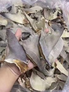 鲨鱼的鱼翅是哪个部位_拒吃鱼翅，保护鲨鱼生态