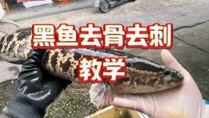 乌鱼为什么没有刺_乌鱼无刺肉嫩，做法多样受欢迎