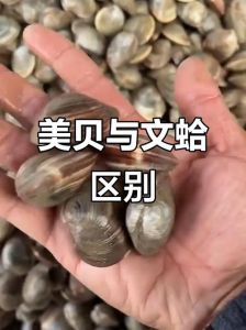 文蛤与花甲的区别_花蛤爆炒文蛤清蒸，海鲜好选择！