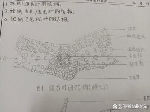芹菜叶柄横切结构图解_看懂植物结构小秘密