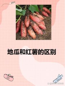 地瓜红薯番薯有啥区别_红薯地瓜有区别，挑选食用要注意！