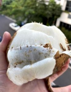 红烧凉薯的做法_凉薯做法多，生吃清热熟吃润燥，美味下饭菜！