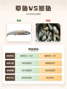 鲫鱼和草鱼区别图_鲫鱼草鱼有啥不一样？