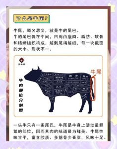 牛后肉是牛的哪个部位_部位特点与烹饪技巧