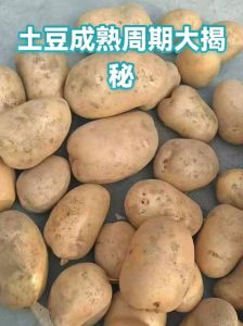 四川土豆成熟时间_四川土豆6-7月收，早晚熟差70天，技术可提早