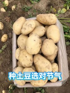 土豆耐寒多少度_土豆抗寒不耐冻，种植注意保暖防冻害