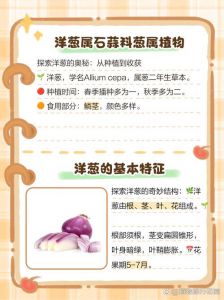 洋葱属于葱类吗_来自西域的辣味精灵