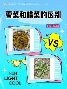 雪菜属于咸菜类吗_雪菜腌制开胃，冬季食用佳品