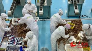 工厂龙眼干制作过程_手工烘焙龙眼干，天然不添加糖