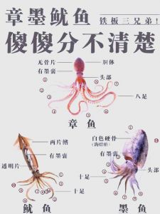墨鱼，章鱼，乌贼，鱿鱼的区别_常见海鲜，营养丰富，多样美味