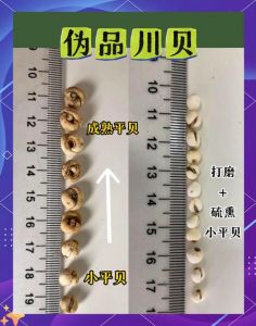 川贝不属于海洋生物吗_高山药材 vs 海鲜美味