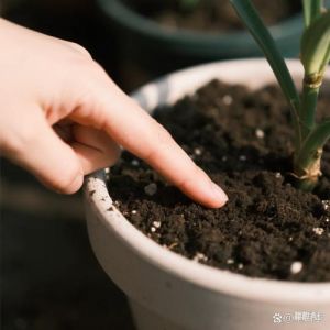 开水浇树根的正确方法_保根防烂，看色听声，适时适量