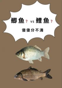 怎样区分鲤鱼和鲫鱼_鲫鱼鲤鱼怎么分？看外形颜色胡须！