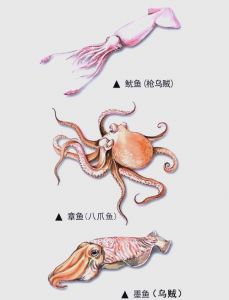鱿鱼墨鱼章鱼乌贼八爪鱼花枝的区别_闽南章鱼鱿鱼做法，海鲜美味文化