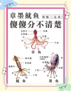 章鱼鱿鱼墨鱼属于什么动物_不是鱼，有八条和十条足