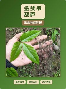 吊葫芦怎么种植方法_选种配土巧施肥防病虫