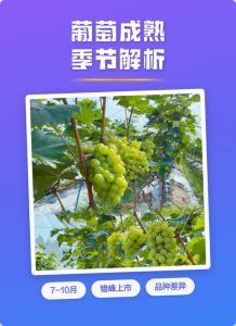 葡萄上一点一点凸起来的是什么？一文了解葡萄表面小凸点的成因及食用注意事项