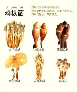 鸡枞的做法大全家常_家常鸡枞汤做法，鸡枞酱6种吃法