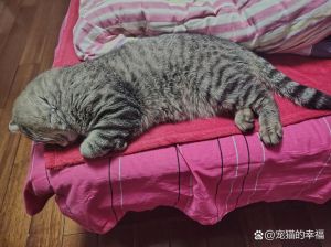 小母猫趴着屁股翘起来，萌趣猫咪馒头的家常做法，柔软香甜又好看