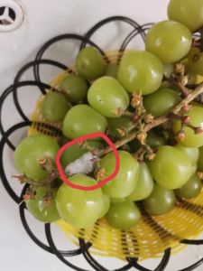 葡萄夹烂了还能不能吃？教你判断是否变质、清洗保存与正确处理方法