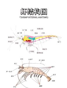 虾解剖各部位图解_剥虾去内脏虾线，简单处理吃小龙虾