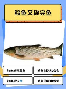草鱼和鲤鱼的区别_外观营养烹饪大不同