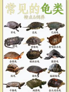 小青龟和草龟的区别_体型攻击性大不同