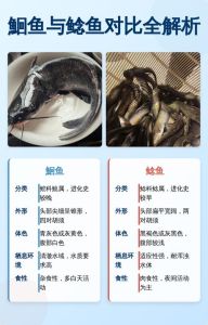 鲐鲅鱼和秋刀鱼有什么区别_鲐鲅鱼与鲅鱼的区别