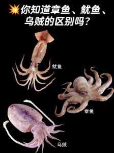 乌贼章鱼鱿鱼的区别_章鱼乌贼鱿鱼有啥区别？