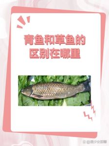 草鱼青鱼鲤鱼区别_草鱼炖煮，青鱼清蒸