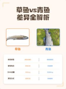 青鱼与草鱼图片对比_青鱼草鱼怎么选？烤煮皆不同