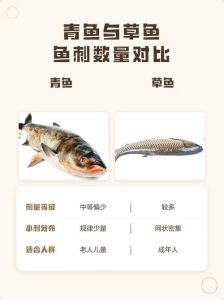 如何区别草鱼与青鱼_营养做法大不同