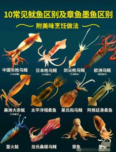 墨鱼与八爪鱼的区别_不同之处大