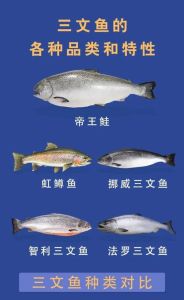 三文鱼属于深海鱼吗_洄游鱼，非深海鱼