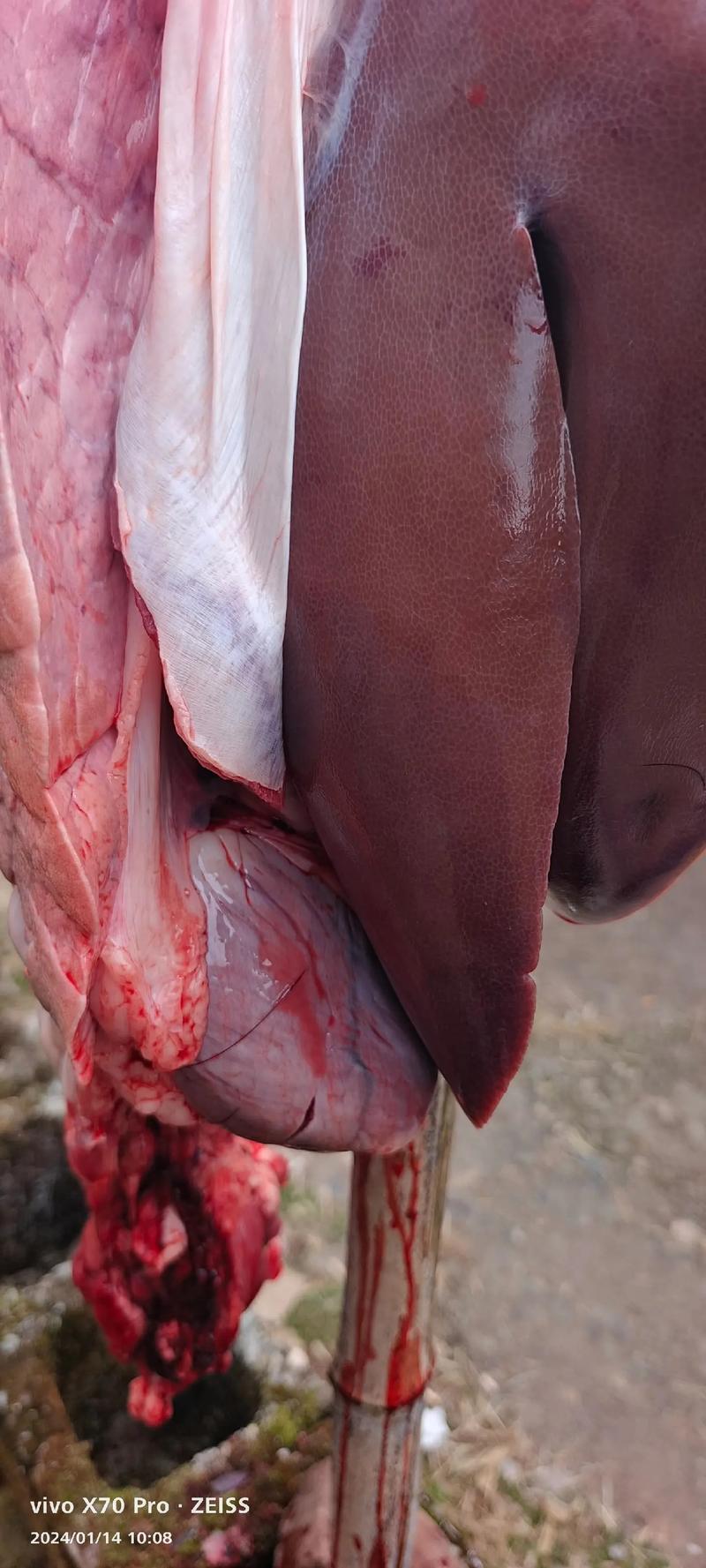 猪大肠是动物内脏吗_高蛋白好食材，但胆固醇高，吃法要讲究