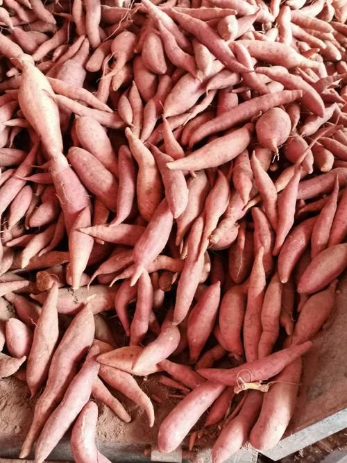 山芋图片是红薯吗_山芋红薯有不同，营养口感各千秋