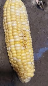 玉米怎么判断坏了没_黄淮玉米霉变？看闻摸判断，饲料玉米放心！