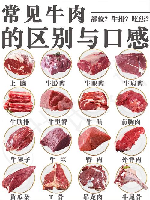 牛里脊位置图_嫩肉快炒涮，香肉煎烤炖！