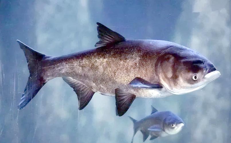 花鲢就是大头鱼吗_花鲢鱼，大头鱼，四大家鱼之一