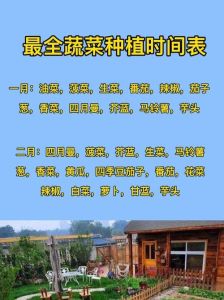 北方油菜都是几月份种_北方冬春油菜种植时机与水肥管理要点