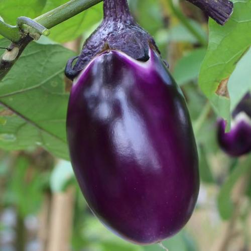 圆茄子去皮吗_圆茄子去皮好还是不好？看这几点！