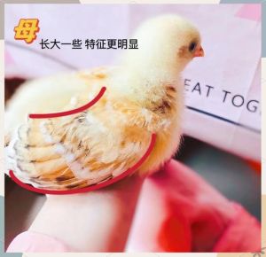 仔鸡和童子鸡的区别_细嫩鲜美，地道粤菜味